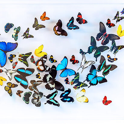 Butterfly-Gallery